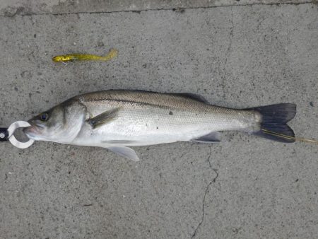 VJ中毒‼発令中ʓ…